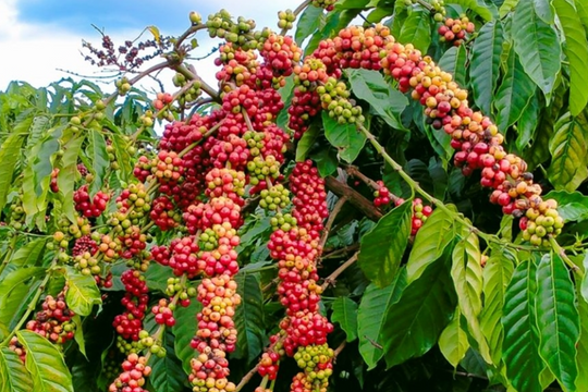 Dự báo giá cà phê ngày 15/5/2025: Sắp chạm đáy tháng 5?