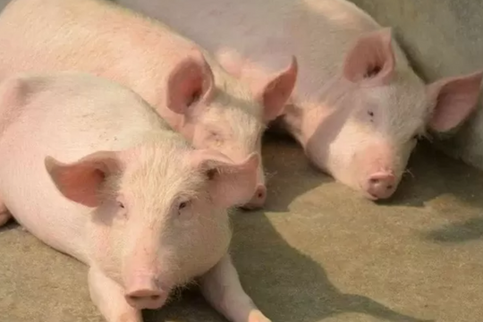 Dự báo giá heo hơi ngày 15/5/2025: Liệu có vượt ngưỡng 75.000 đồng/kg?