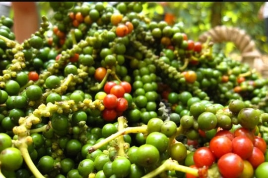 Dự báo giá tiêu ngày 15/5/2025: Thị trường sắp bứt phá trở lại?