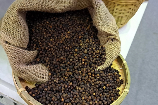 Giá tiêu hôm nay 15/5: Ổn định lạ thường, thị trường như đang “nín thở”