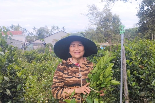 Tưởng chừng khó giữ, nông dân Quảng Nam hồi sinh thành công thứ "đặc sản" bị lãng quên, mỗi hecta giờ thu cả trăm triệu