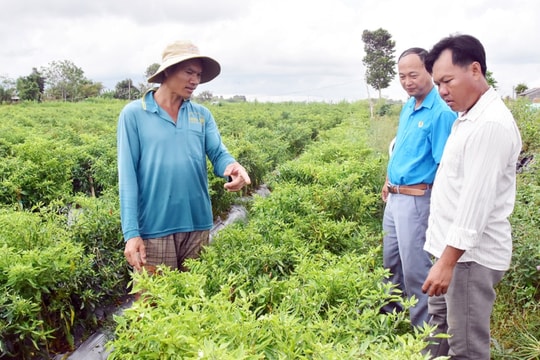 Trồng thứ chẳng ai ngờ giữa trời nắng nóng, nông dân Trà Vinh "trúng mánh" thu đều trăm triệu mỗi vụ