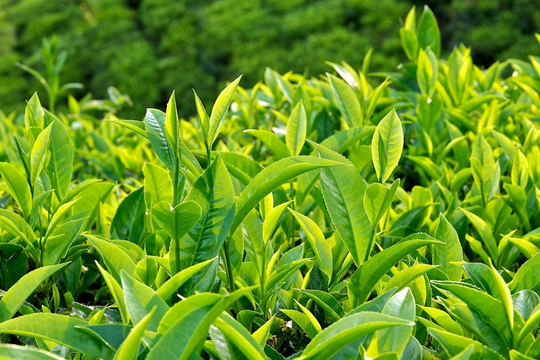 Bí quyết sống thọ giúp đẹp da, ung thư tránh xa: Loại lá "rẻ tiền", Thái Nguyên cực nhiều