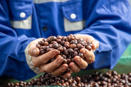 Giá cà phê hôm nay 16/5: Vừa tăng mạnh nay quay đầu "lao dốc" chỉ sau một phiên