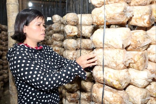 Nông dân Hà Nam "gặt bao tải tiền" từ thứ mọc trong rơm rạ, "cháy hàng" tới mức không kịp cung cho siêu thị