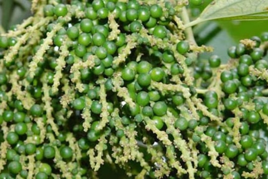 Dự báo giá tiêu ngày 16/5/2025: Tiêu nội địa chờ "bước nhảy" mới?