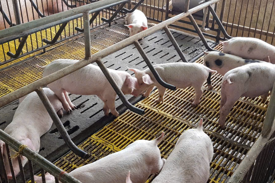 Dự báo giá heo hơi ngày 16/5/2025: Đi ngang hay điều chỉnh tăng?