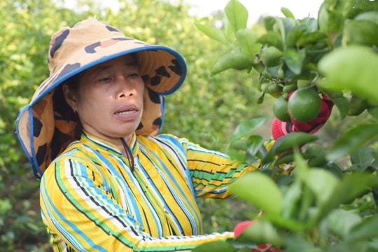 Từ diện hộ nghèo, nông dân Long An vay 50 triệu để trồng thứ cây "gai góc", giờ đổi đời nhờ khoản lãi hàng trăm triệu/năm