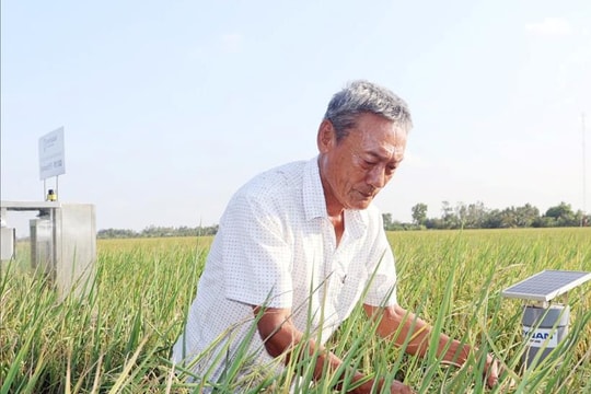 Bỏ cách làm cũ, nông dân Trà Vinh trồng thứ dân dã theo "công thức" mới, lãi nhận về cao hơn gấp vài lần