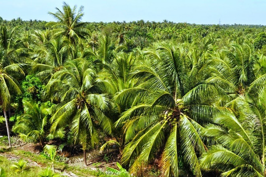 Loại nước giá chưa tới 20 nghìn nhưng được xem là "báu vật" khi hè tới, Bến Tre là thủ phủ