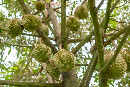 Sau sáp nhập, Việt Nam có "thủ phủ" sầu riêng mới, diện tích trồng chiếm 1/4 cả nước