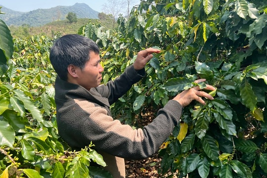 Mạnh dạn vay 100 triệu đầu tư, nông dân Quảng Trị hái lộc từ thứ quả "gây nghiện", mỗi năm ít nhất cũng lãi tới 200 triệu