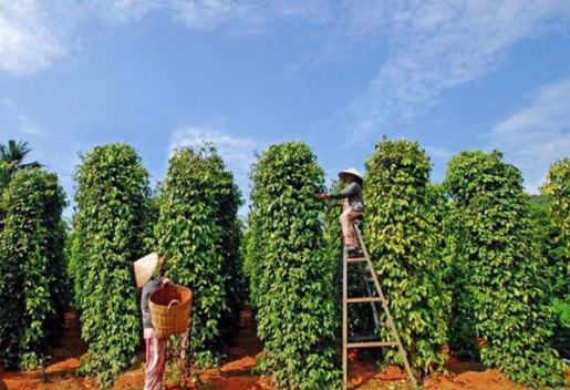 Việt Nam trở thành nhà cung cấp lớn nhất cho Mỹ ở mặt hàng nông sản quan trọng: Giá tăng phi mã, nước ta xuất khẩu đứng đầu thế giới