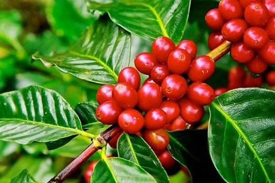 Dự báo giá cà phê ngày 17/5/2025: Đi ngang hay sẽ tăng trở lại?