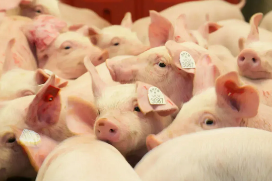 Dự báo giá heo hơi ngày 17/5/2025: Liệu có đột phá mới sau chuỗi ngày đi ngang?