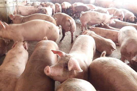 Giá heo hơi hôm nay 17/5: Chững giá toàn quốc nhưng vẫn giữ đỉnh ở miền Nam