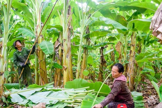 Mỗi ngày cắt tới 200kg, nông dân Cà Mau thu tiền triệu mỗi ngày nhờ giống cây có đầy trong vườn quê