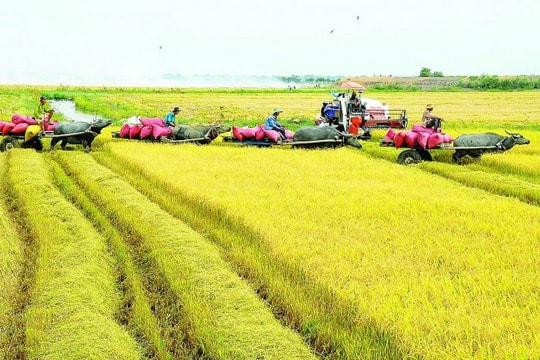 Giá lúa gạo hôm nay 17/5: Giá lúa chưa tăng, nhưng gạo nguyên liệu đã bắt đầu “rục rịch”