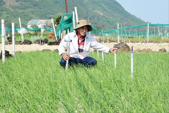 Cách mạng hóa cuộc sống, nông dân xã đảo miền Trung chuyển sang trồng "vàng trắng", thu nhập giờ đếm không xuể