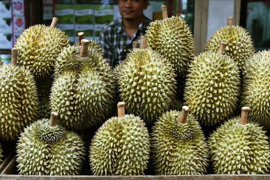 Giá sầu riêng hôm nay 17/5: Giữ đỉnh giá suốt nhiều ngày, nhưng áp lực xuất khẩu khiến người trồng lo lắng