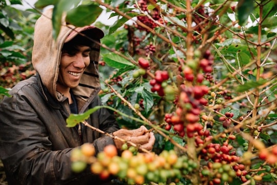 Dự báo giá cà phê ngày 18/5/2025: Thị trường có đảo chiều sau chuỗi giảm sốc?