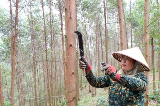 Nông dân Lạng Sơn trồng "lá phổi xanh" theo xu hướng mới, giờ cuộc sống no ấm, lãi cả trăm triệu mỗi năm