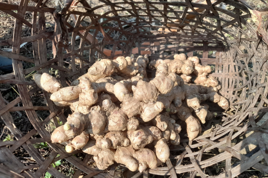 Mặt hàng bán đầy chợ Việt Nam vừa mang về gần 28 triệu USD: Được mệnh danh 'mỏ vàng dưới lòng đất', nhiều công dụng tốt cho tiêu hóa, tim mạch