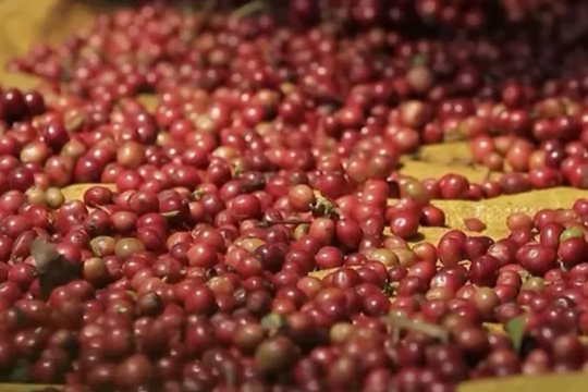 Dự báo giá cà phê ngày 19/5/2025: Liệu có khởi sắc phiên đầu tuần?