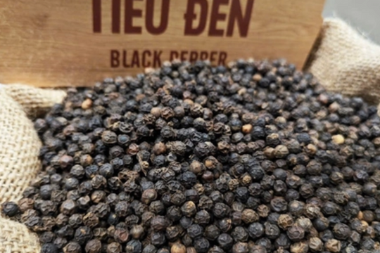 Dự báo giá tiêu ngày 19/5/2025: Đi ngang hay chờ lực đẩy mới?