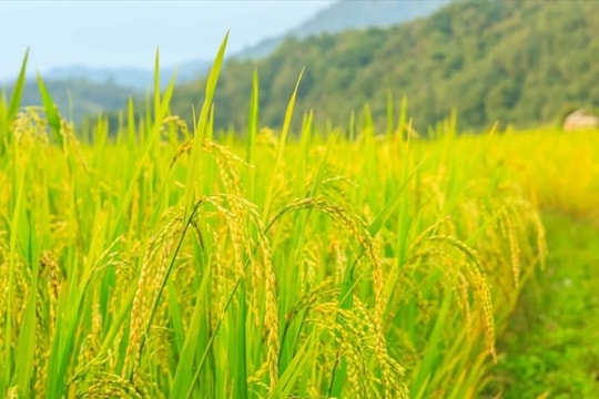 Giá lúa gạo hôm nay 19/5: Trong nước “đóng băng”, hụt giá xuất khẩu, chuyện gì đang kìm chân hạt gạo Việt?