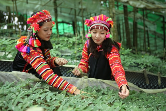 Thay đổi để làm giàu, nông dân Tây Bắc quyết tâm trồng thứ "thảo dược quý", giờ thu nhập tăng không tưởng