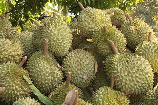 Giá sầu riêng hôm nay 19/5: Tăng đều tại cả hai miền, liệu có đủ sức cứu thị trường xuất khẩu?