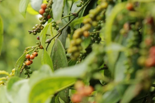 Dự báo giá tiêu ngày 20/5/2025: Giữ mốc kỷ lục, dấu hiệu cho cơn sóng lớn sắp đến?