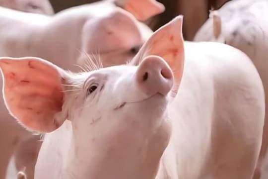 Giá heo hơi hôm nay 20/5: Miền Trung giảm nhẹ, miền Nam tiếp tục “đội sổ” giá cao