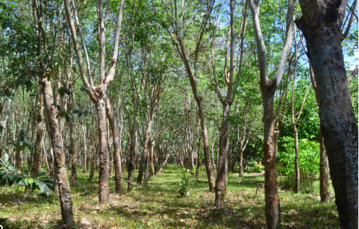 Hàng trăm nghìn tấn hàng từ Campuchia đổ bộ giúp Việt Nam duy trì nhà xuất khẩu lớn thứ 3 thế giới: Là mặt hàng Trung Quốc liên tục săn mua, nguồn cung ngày một khan hiếm