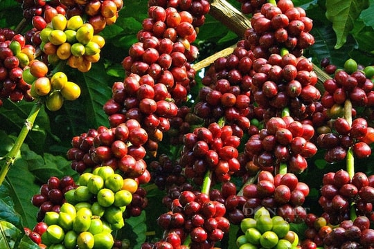 Thanh tra loạt vấn đề về đất đai và cổ phần hóa tại doanh nghiệp cà phê gần 30 năm tuổi ở Tây Nguyên