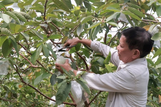 Chỉ 1 thập kỷ, nông dân Hải Dương đổi đời nhờ trồng giống cây "dễ chăm – khó chán", năm nào cũng lãi hàng trăm triệu đồng