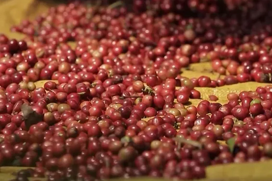 Dự báo giá cà phê ngày 21/5/2025: Thị trường nội địa tăng hay giảm?