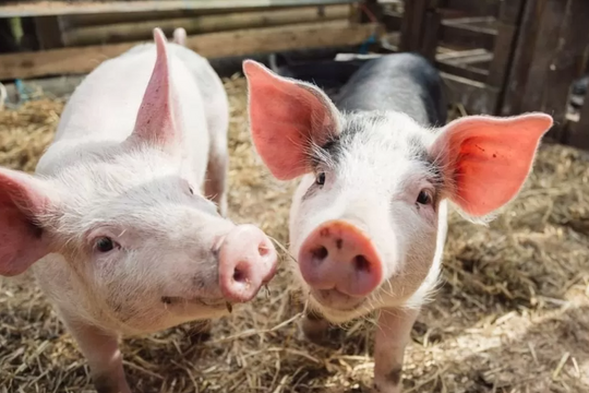 Dự báo giá heo hơi ngày 22/5/2025: Thị trường chờ "cú hích" mới