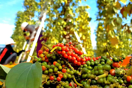 Dự báo giá tiêu ngày 22/5/2025: Liệu tiêu Việt đã đến ngưỡng đảo chiều?