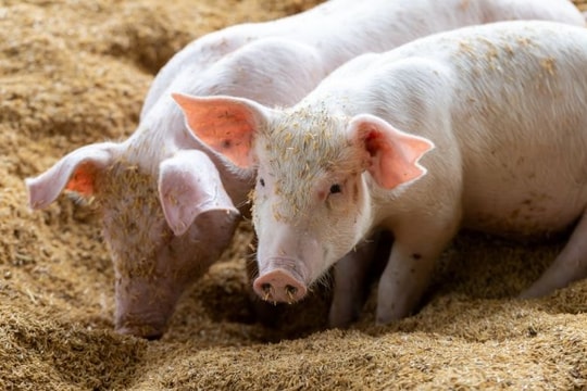 Giá heo hơi hôm nay 22/5: Miền Bắc lặng sóng, miền Nam “neo giá đỉnh” dài ngày