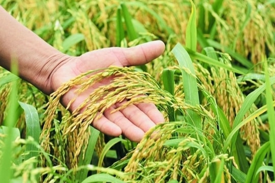 Giá lúa gạo hôm nay 22/5: Thị trường trầm lắng, gạo Việt vẫn tạo cú hích lớn trên thị trường quốc tế