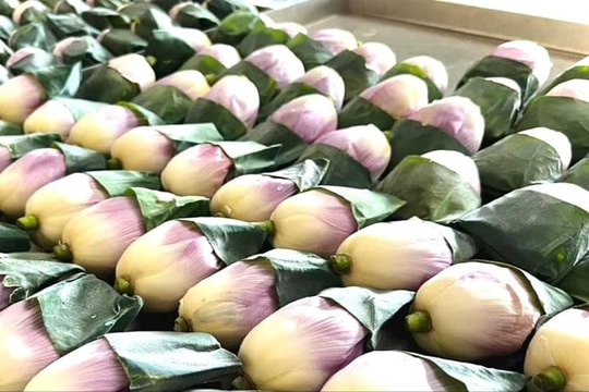 Về quê làm giàu, nông dân Hà Nam nuôi trồng thứ "tinh túy" của địa phương, vừa có tiếng vừa thu hàng trăm triệu mỗi năm