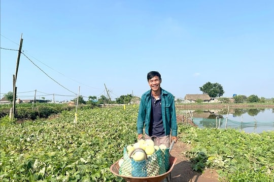 Trồng đúng thứ hợp gió biển, nông dân Ninh Bình mang về hàng trăm triệu/vụ, ai ăn cũng nhớ, bán bao nhiêu cũng hết