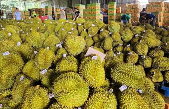 Giá sầu riêng hôm nay 22/5: Đi ngang nhưng Trung Quốc đang âm thầm “thay đổi cuộc chơi”