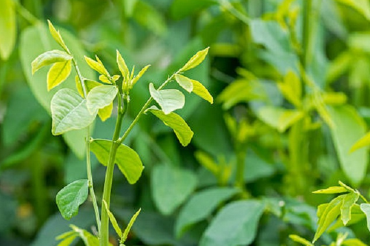 Loại rau được ví như "thần dược" trồng nhiều trong vườn nhà, giàu sắt hơn thịt bò, giá lại rất rẻ