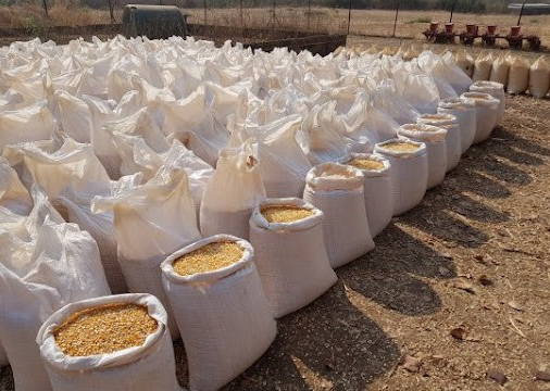 Hơn 3 triệu tấn ‘hạt vàng’ vừa đổ bộ Việt Nam kể từ đầu năm: Thuế nhập khẩu 0%, nước ta nhập khẩu đứng Top thế giới