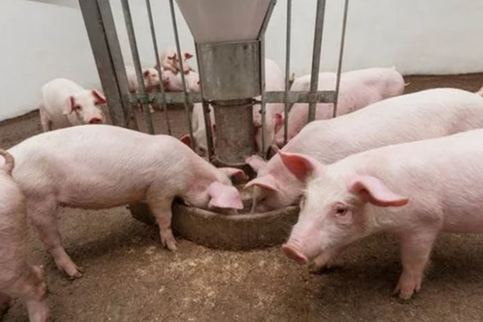 Dự báo giá heo hơi ngày 23/5/2025: Bao giờ mới tới ngày tăng?