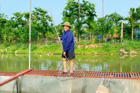 Hơn 60 tuổi vẫn sung sức, nông dân Vĩnh Phúc đem thứ đặc sản sông nước bỏ ao nuôi, lợi nhuận hàng năm tới 9 con số