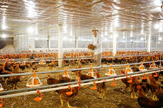 Nông dân Quảng Trị đầu tư gần 3 tỷ xây "khách sạn 5 sao" cho vật nuôi, mỗi năm bỏ túi khoản lãi hàng trăm triệu